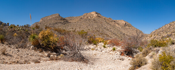Carlsbad Caverns National Park panorama featuring the Guadalupe Mountains and the surrounding desert flora.