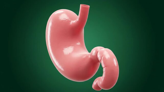 3D Rendering of a Human Stomach