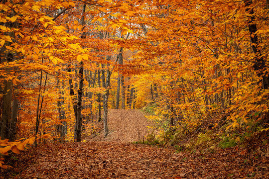 Sentier en foret Charlevoix Quebec Canada Automne