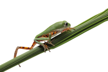 Tiger-striped Leaf Frog (Phyllomedusa hypochondrialis) is colorful tree frog with bright orange and black striped legs. The species is native to South America forests.