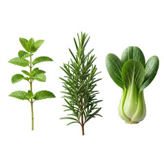 Vibrant light green mint, dark green rosemary, and verdant baby bok choy with water droplets, in a neat horizontal row on a transparent background, 45-degree angle. Concept for fresh food product