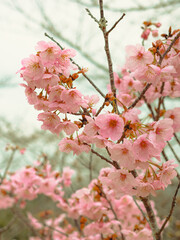 sakura