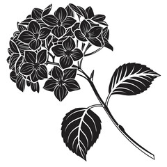Black and White Hydrangea Flower Vector Illustration.