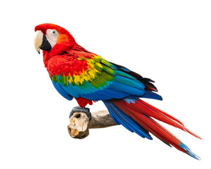 Fototapeta premium Colorful parrot png isolated on transparent background
