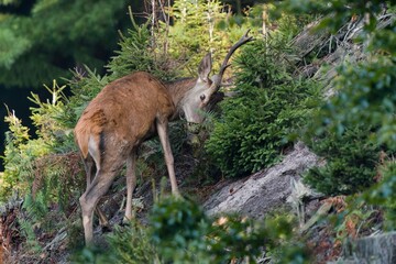A red deer  during the rutting season. A european red deer in the nature habitat. Cervus elaphus. 