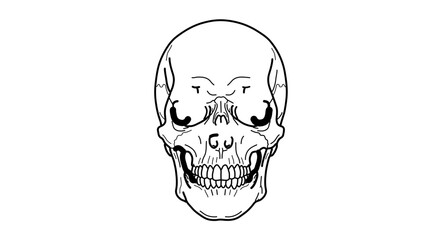 Front view of a human skull with detailed teeth halloween concept art