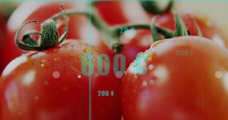 Highlighting red tomatoes showing water droplets on green stems in studio, with numeric overlay