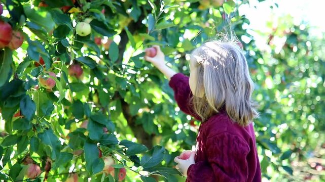 Adorable preschooler girl picking red ripe organic apples in orchard or on farm on a fall day - Powered by Adobe