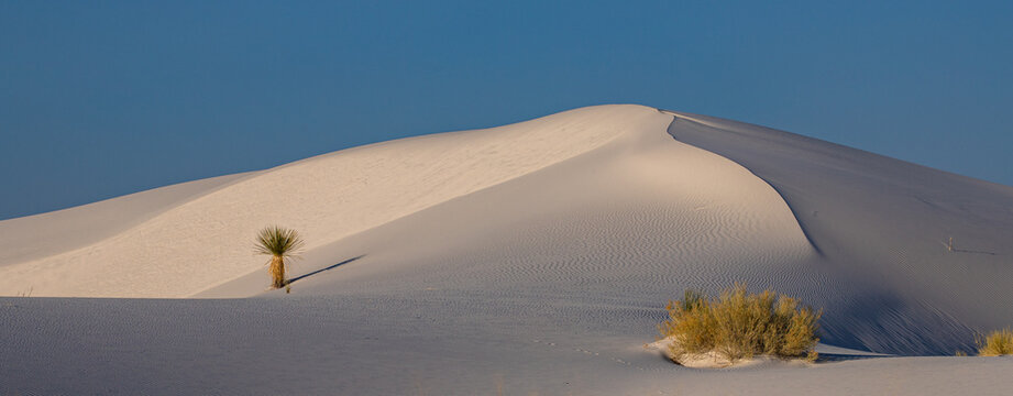 This scenic landscape panorama features a lone yucca on a beautiful white sand dune in the soft early morning light at White Sands National Park, New Mexico.