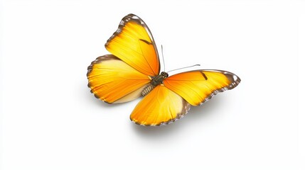 Vibrant yellow butterfly isolated on white stunning closeup for nature lovers and insect enthusiasts