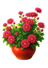 Obraz premium Magenta Chrysanthemum on white background