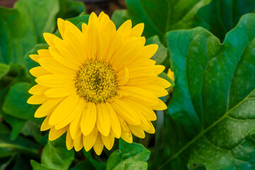 Closeup view of bright golden yellow blooming flower and foliage of gerbera aka African daisy in garden outdoors