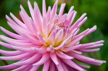 Close up of pink Cactus dahlia flower