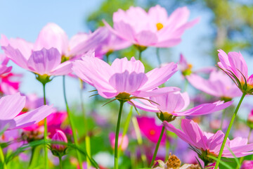 Beautiful pink cosmos flowers blooming in garden,spring season.