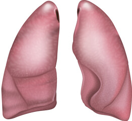 Realistic medical illustration of human lungs, showing anatomical structure in a 3D style. The image depicts left and right lungs in detail, isolated on a white background. Human lung anatomy