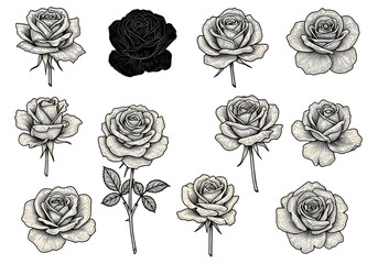 Illustration of White Roses with Delicate Petals and Black Transparent Background