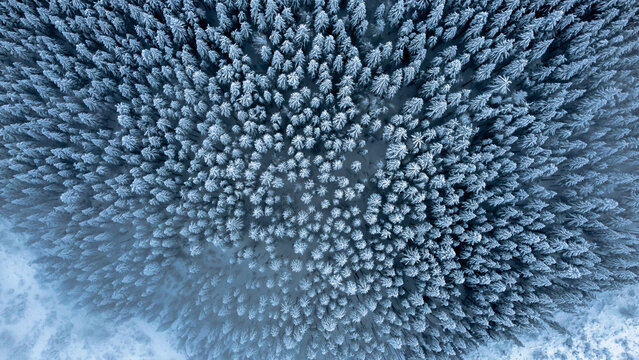 Aerial view of snow-covered mountain fir trees in Romania, showcasing the striking contrast between the forest and the ground, creating a dramatic winter landscape. Perfect for nature, winter scenery,