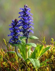 Vibrant clusters of vivid blue flowers, contrasted against a soft, muted background of green, stand out in a close-up nature scene.
