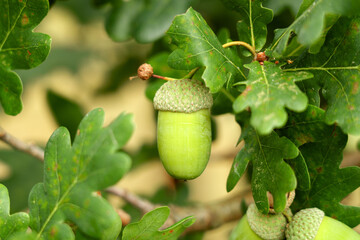 Oak acorn with green cap growing on tree branch