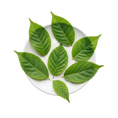 Fototapeta premium Vibrant green leaves with dewdrops on a round matte white ceramic plate, artfully arranged on a clean transparent studio background, flat lay, concept of botanical freshness and purity
