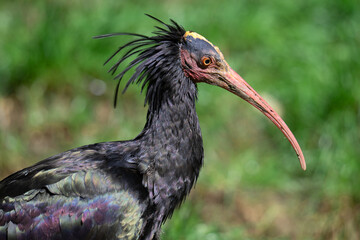 Bald headed Ibis.