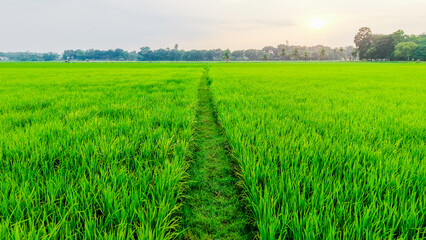 Green agriculture field