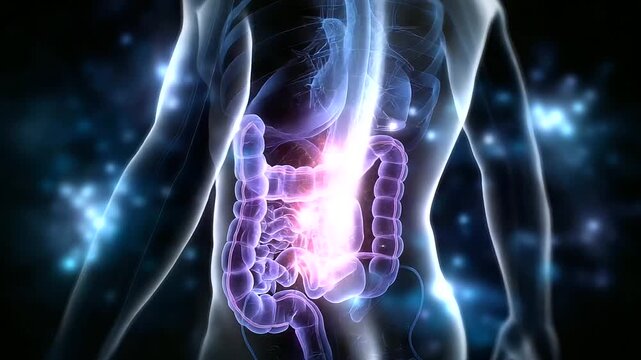 Gastrointestinal Organs Affected by Amyloidosis in Silhouette - digestive system - medical illustration - human anatomy - internal organs - disease - pathology - health - condition