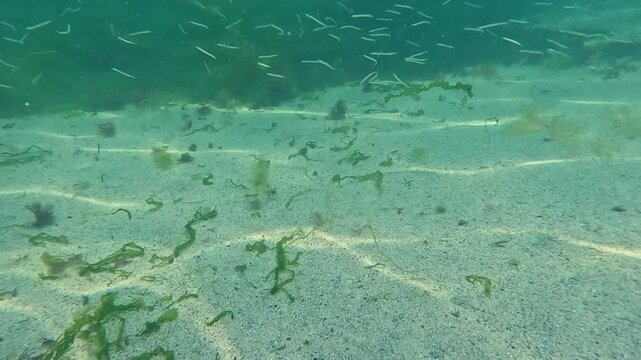 Mediterranean sand eel Gymnammodytes cicerelus, a school of small fish swims over algae