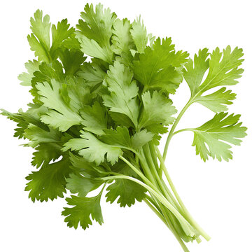 chervil generative ai