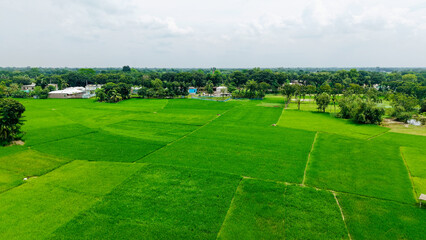 Green agriculture field