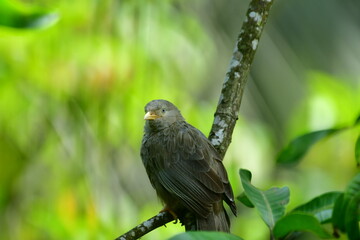 Yellow-billed Babbler, a common resident bird in Sri Lanka and southern India, known for its distinctive yellow bill and greyish-brown plumage.