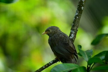 Yellow-billed Babbler, a common resident bird in Sri Lanka and southern India, known for its distinctive yellow bill and greyish-brown plumage.