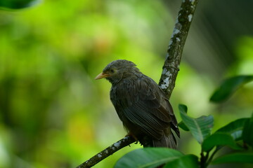 Yellow-billed Babbler, a common resident bird in Sri Lanka and southern India, known for its distinctive yellow bill and greyish-brown plumage.