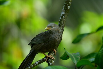 Yellow-billed Babbler, a common resident bird in Sri Lanka and southern India, known for its distinctive yellow bill and greyish-brown plumage.