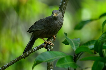 Yellow-billed Babbler, a common resident bird in Sri Lanka and southern India, known for its distinctive yellow bill and greyish-brown plumage.