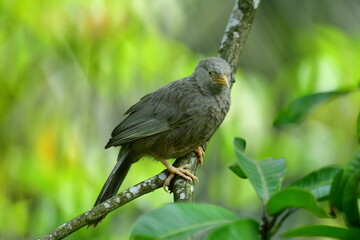 Yellow-billed Babbler, a common resident bird in Sri Lanka and southern India, known for its distinctive yellow bill and greyish-brown plumage.