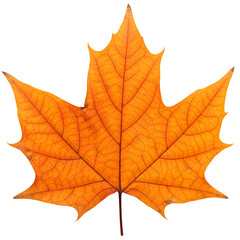 Fototapeta premium Orange-red maple leaf on white or transparent background, symbol of American autumn. Detailed and natural, ideal for seasonal posters, fall decorations, and nature-inspired designs