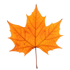 Fototapeta premium Orange-red maple leaf on white or transparent background, symbol of American autumn. Detailed and natural, ideal for seasonal posters, fall decorations, and nature-inspired designs