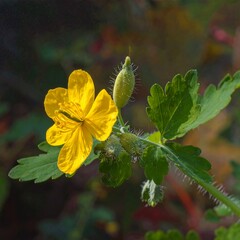A vibrant yellow flower with delicate green leaves and seed pods, bathed in natural sunlight.