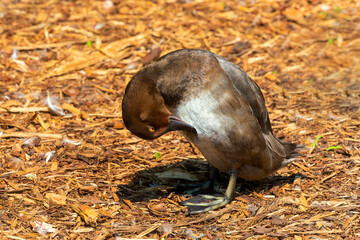 Redhead (Aythya americana), female in Wisconsin