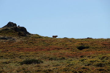 Obraz premium Vache dans les airelliers
