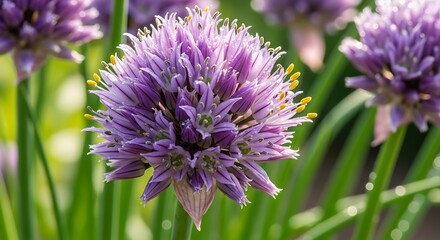 Beautiful Purple Chive Flowers.
