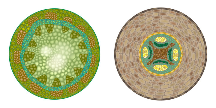 Scientific illustration showing detailed cross sections of plant stems, highlighting the anatomy of monocot and dicot structures. The image displays vascular bundles with xylem and phloem tissues, cor