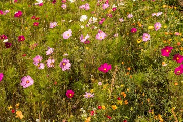 Colorful cosmos flowers blooming in a meadow during summer