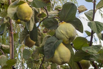 Ripe quinces growing on tree branch in orchard