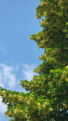 Bright yellow flowers bloom under a clear blue sky in a vibrant green tree during the warm summer afternoon