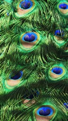 Fototapeta premium Vibrant peacock feathers showcasing intricate patterns and colors in a lush natural setting under bright sunlight