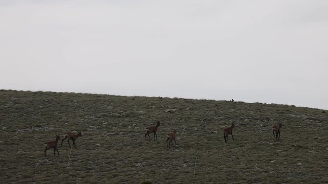 harde d'isards en montagne