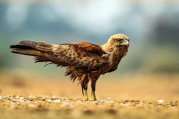 Black Kite Standing on Ground with Sharp Gaze