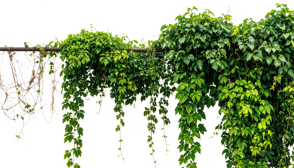 ivy plant hanging on wire (Hedera helix, English Ivy, Boston Ivy). PNG isolated on transparent background with clipping path cutout.